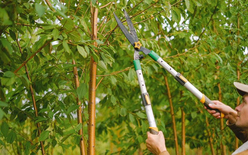 Tree trimming in Agency, IA